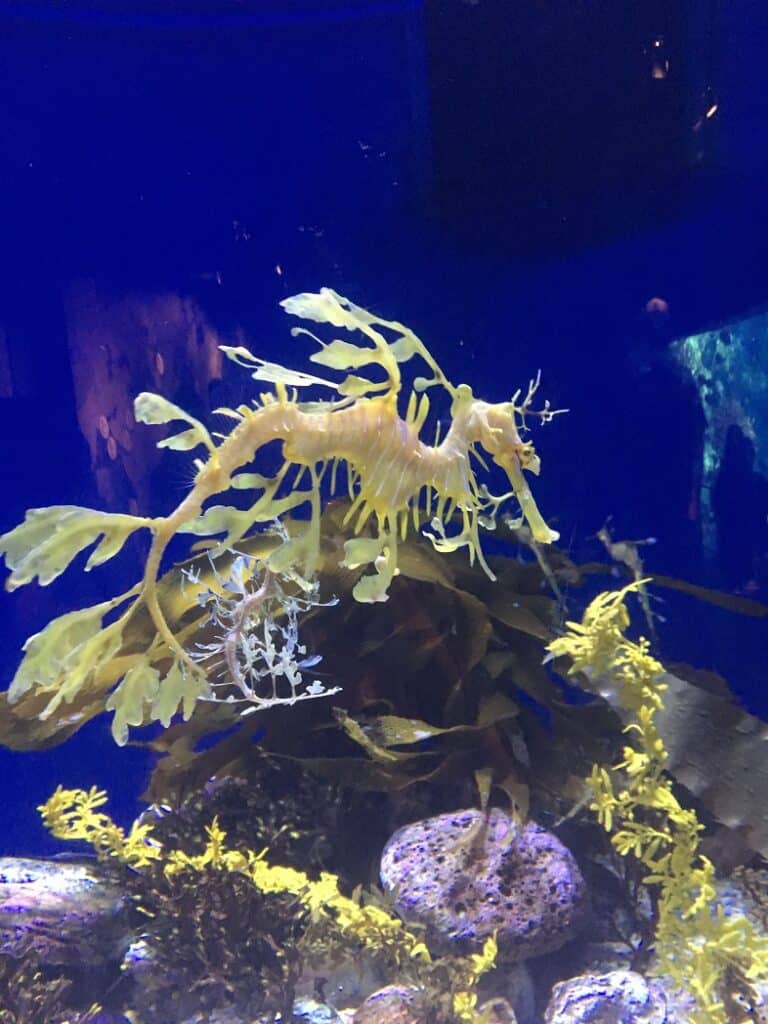 Aquarium of the Pacific - Long Beach - Sea Horse 
