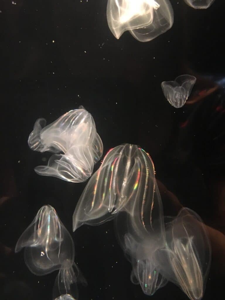 Aquarium of the Pacific - Long Beach - Jellyfish