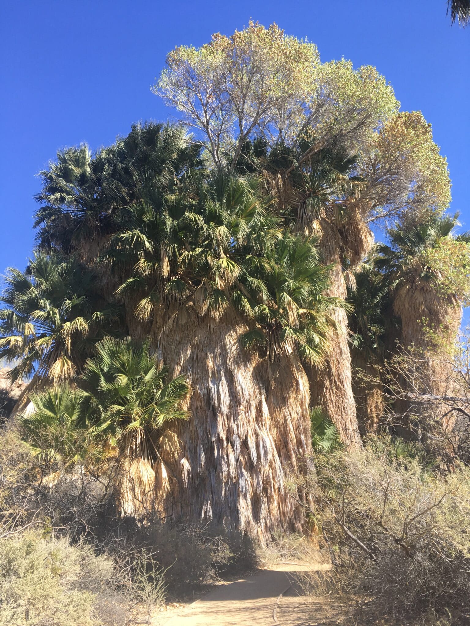 The Palm Oasis Trail at the Cottonwood Springs Visitor Center in Joshua Tree National Park
