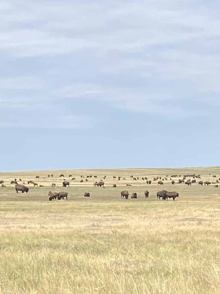 Badlands National Park bison