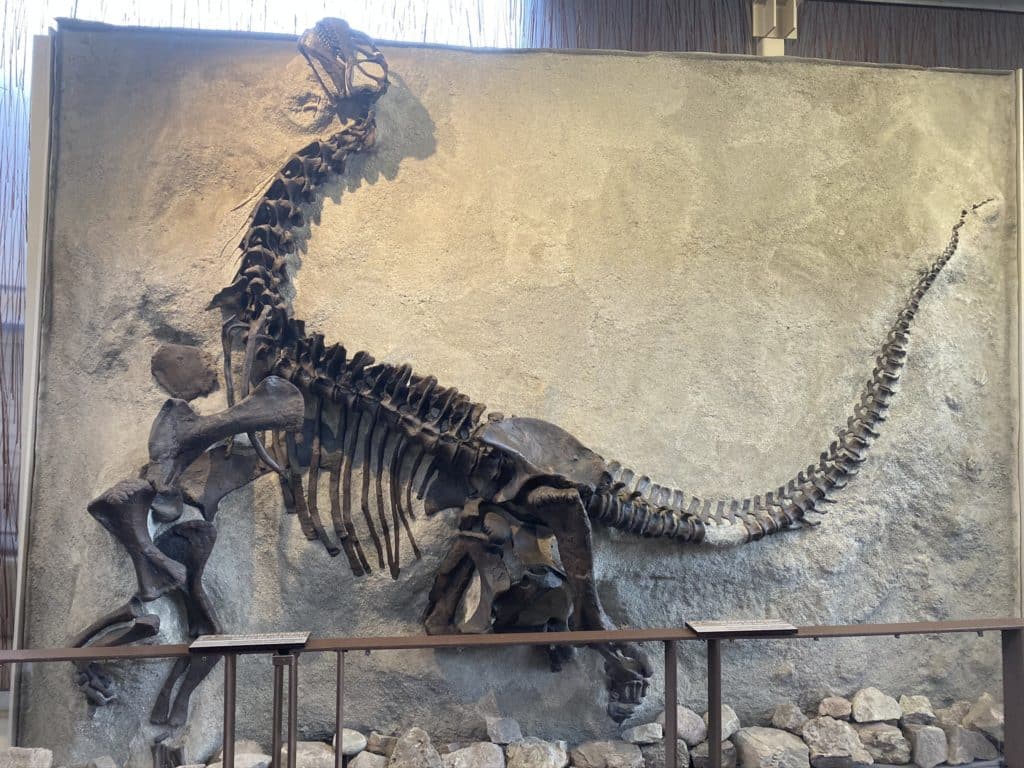 Dinosaur National Monument fossils