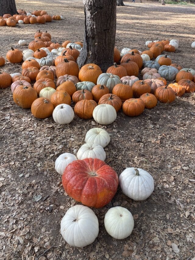 The Best Pumpkin Patches in Southern California