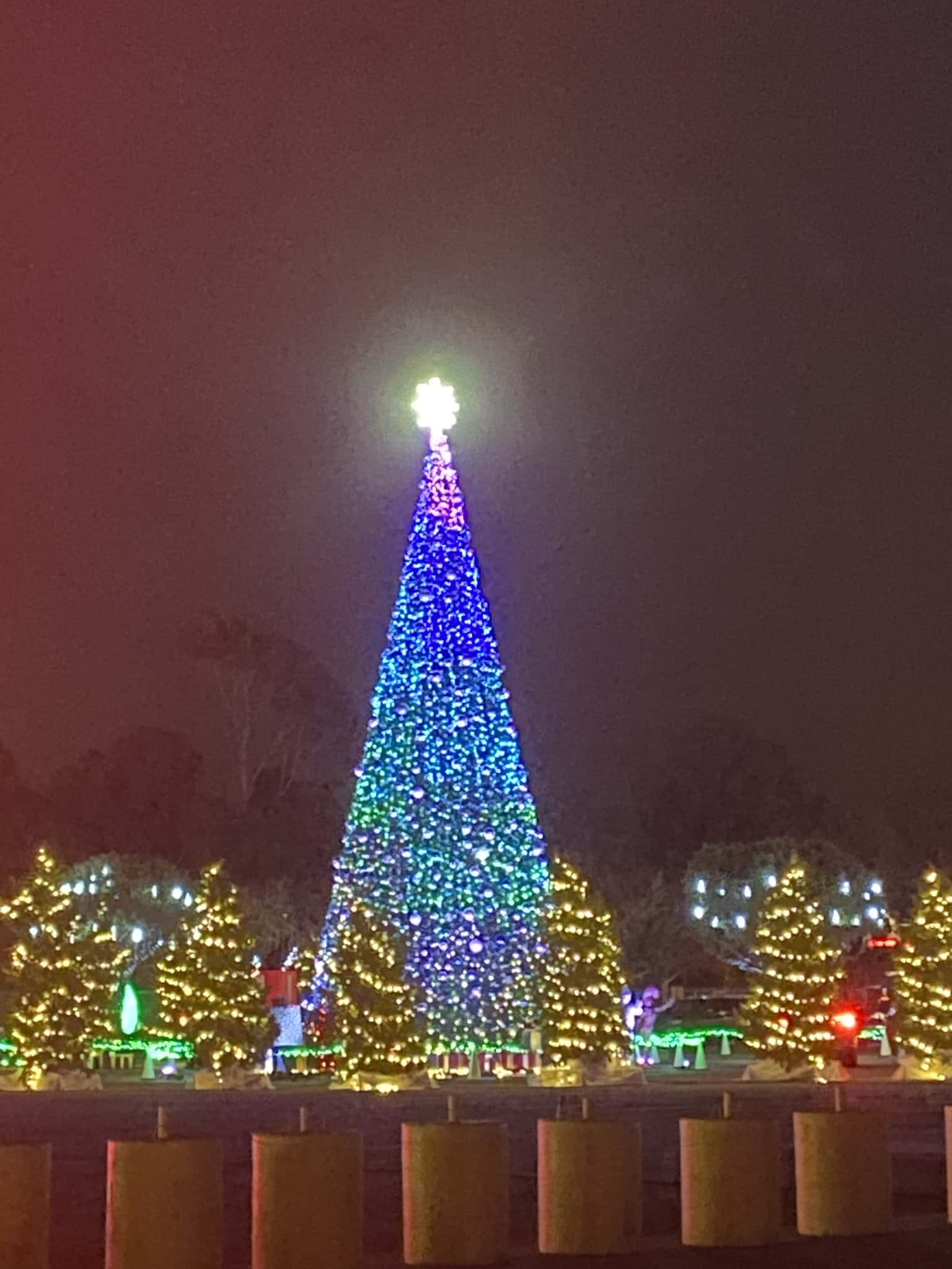 tall blue christmas tree circled by shorter green christmas tree all with christmas lights