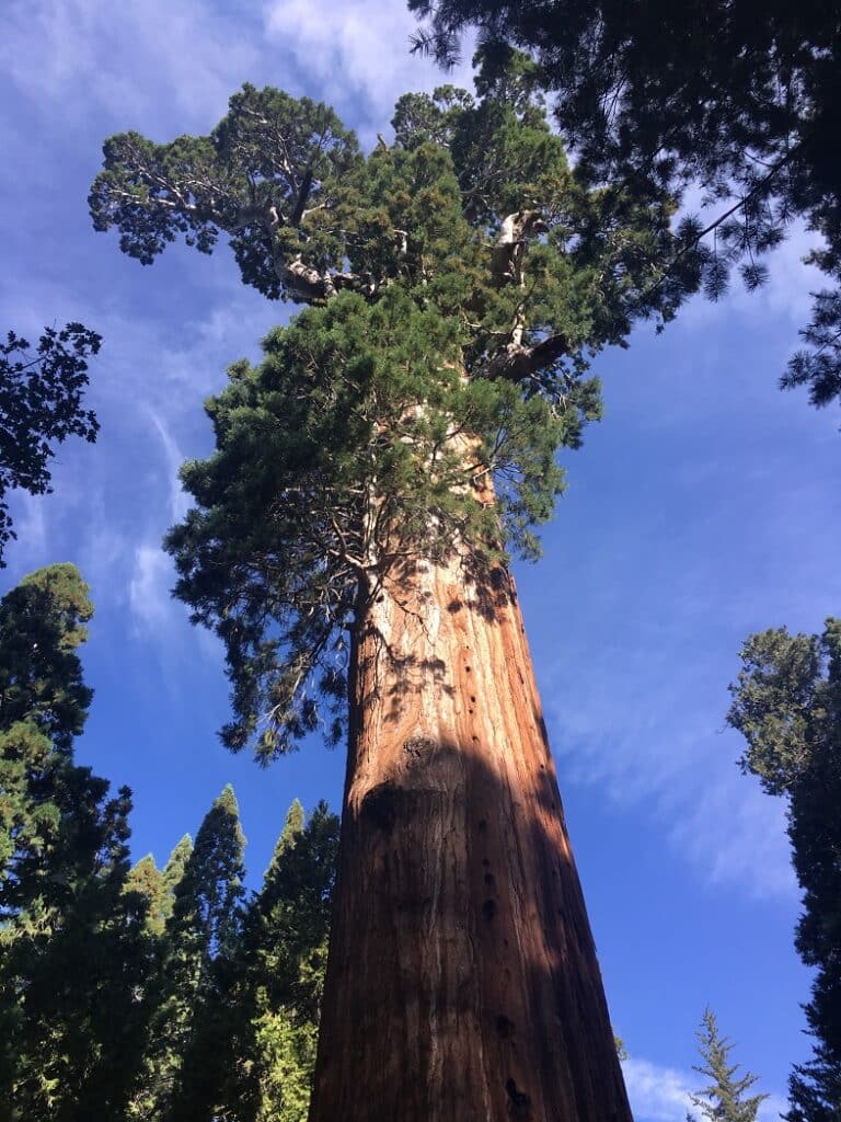 General Grant Tree Tail at Sequoia National Park
