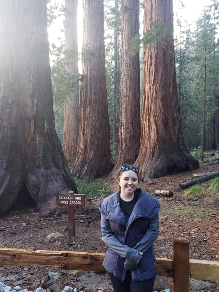 Bachelor and Three Graces trees at the Mariposa Grove in Yosemite National Park