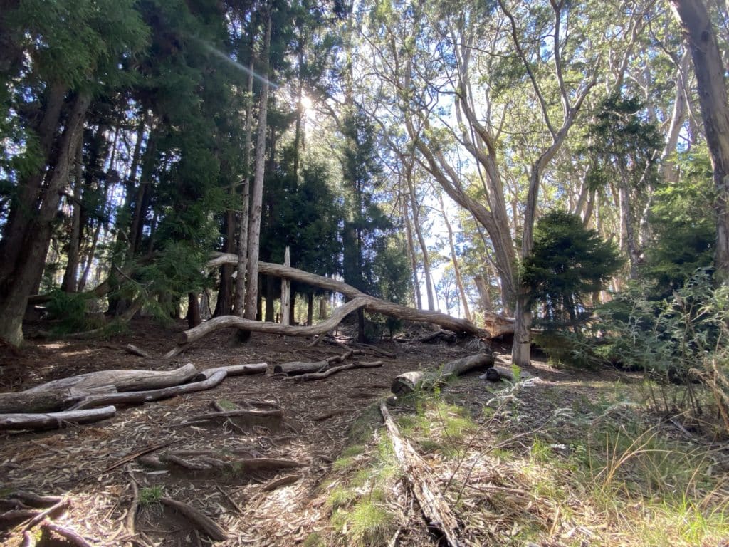Hosmer Grove Trail at Haleakala National Park