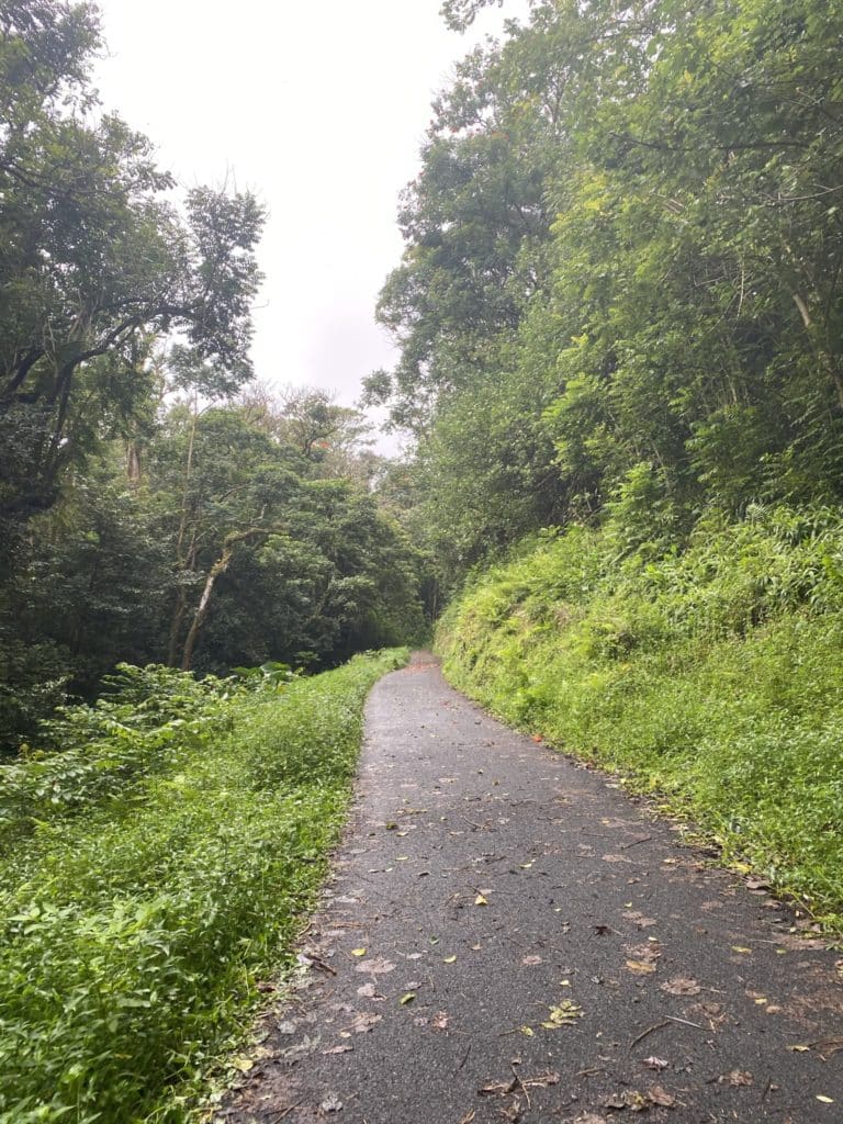 walking trail through the Ke'anae Arboretum