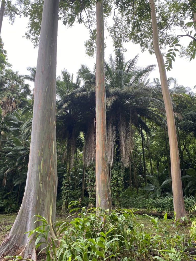 Ke'anae Arboretum - Road to Hana - Maui