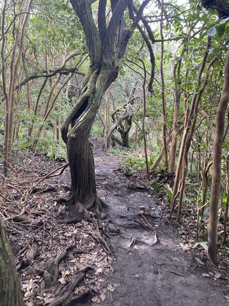 Pipiwai Trail at Haleakala National Park