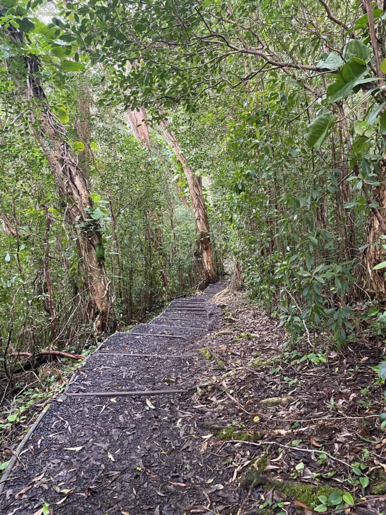 Waikamoi Ridge Trail - Road to Hana - Maui