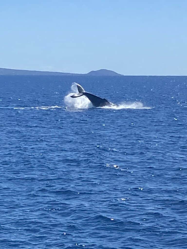 whale watching on Maui