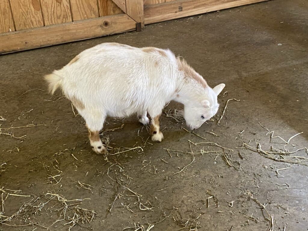 Columbus Zoo baby goat