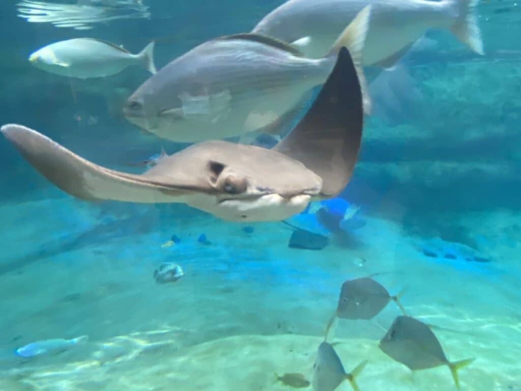 Columbus Zoo sting ray