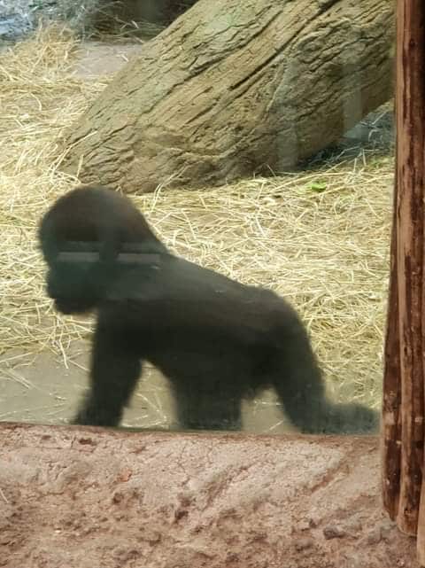 Columbus Zoo baby gorilla
