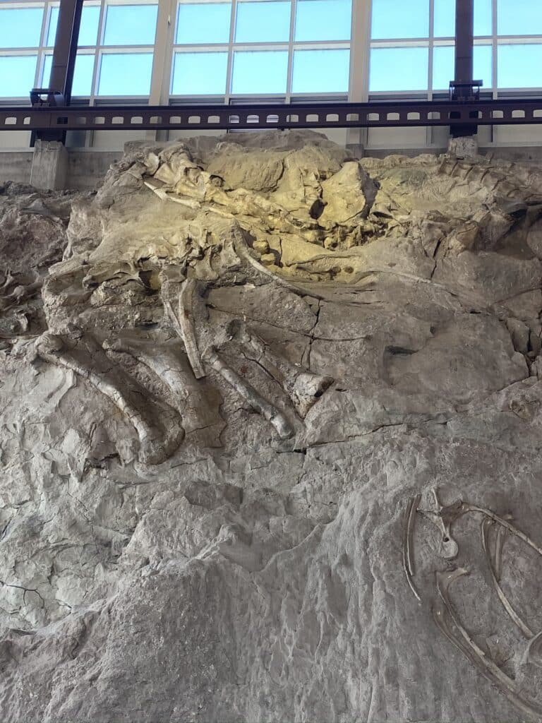 Quarry Hall Exhibit Dinosaur Bone Wall