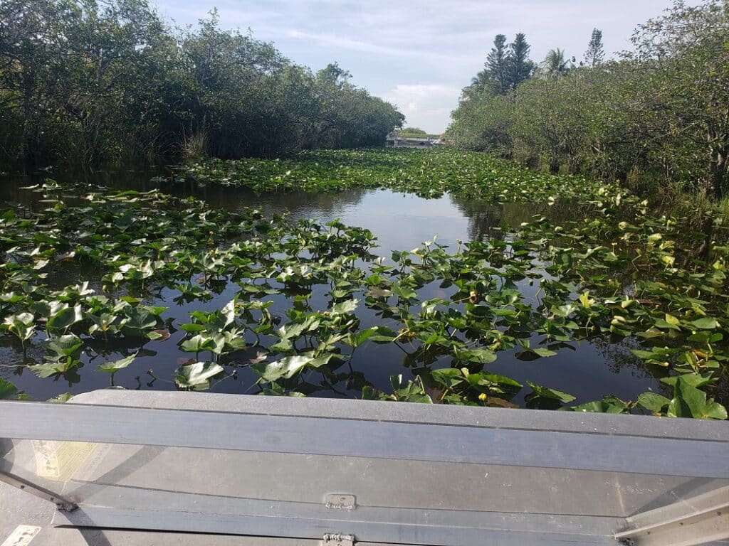 view of the water on the airboat tour
