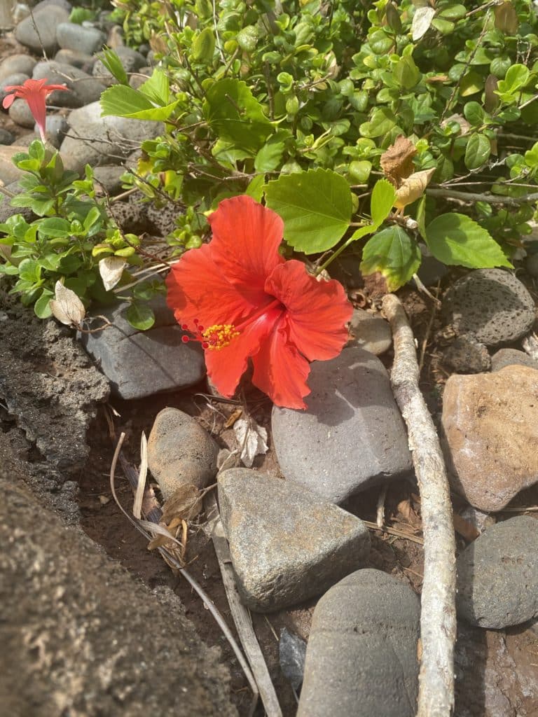 flowers at Maui Golf & Sports Park