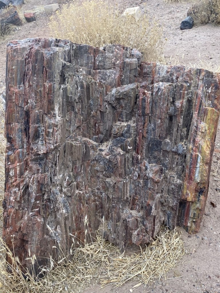 Giant Logs Trail - petrified wood stumps