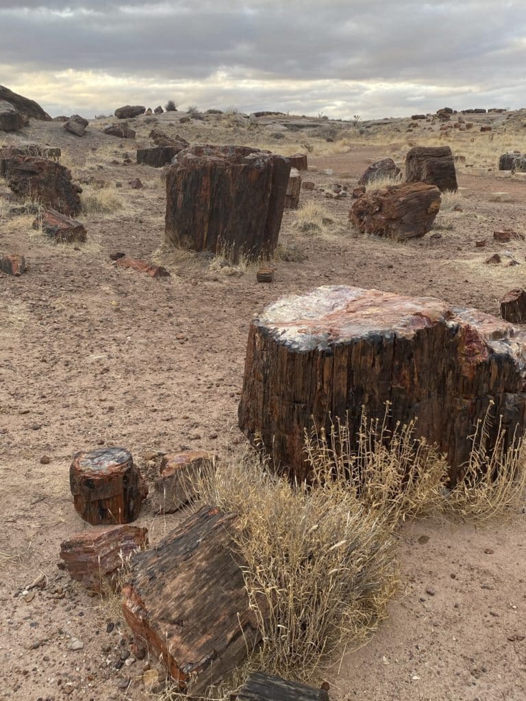 petrified wood at Petrified Forest National Park