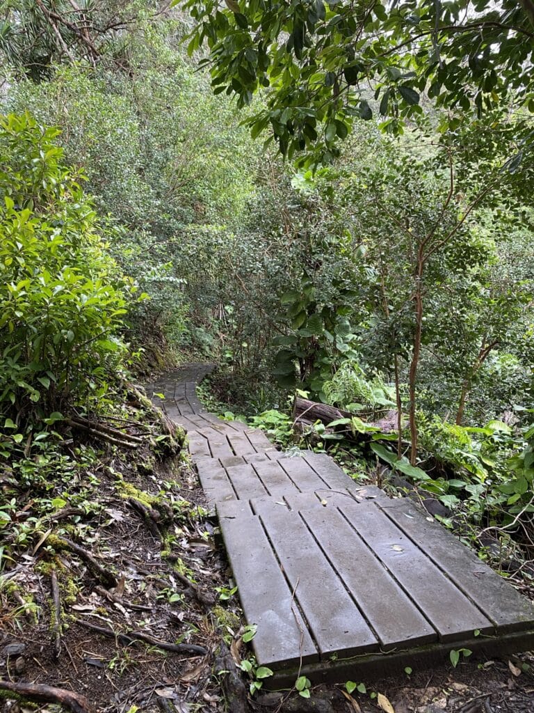stairs along the Waikamoi Natural Trail