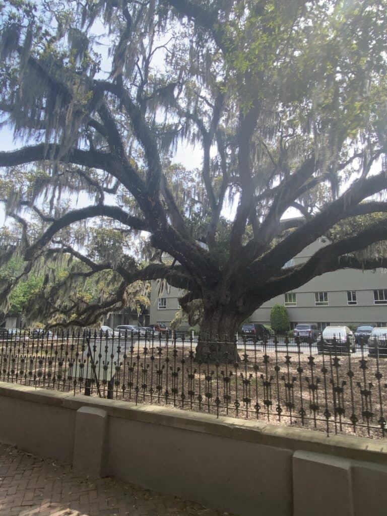 oldest tree in Savannah, Georgia