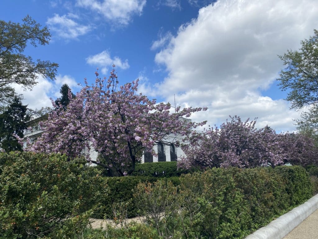 Cherry Blossom trees in Washington DC