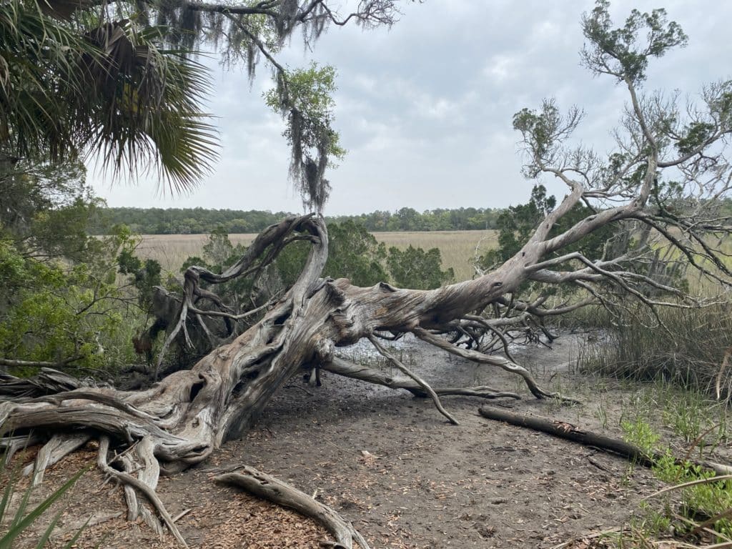 Wormsloe State Historic Site in Savannah, Georgia - old tree