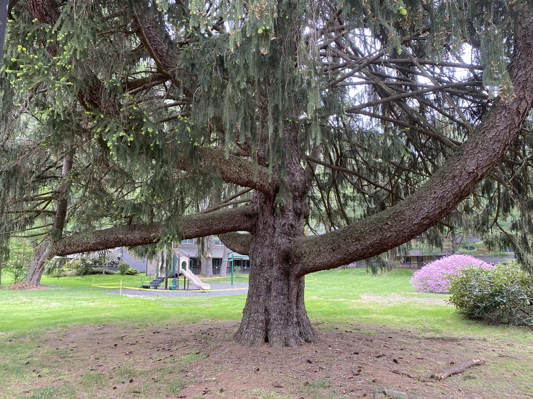 huge climbing tree in the park outside of our cabin