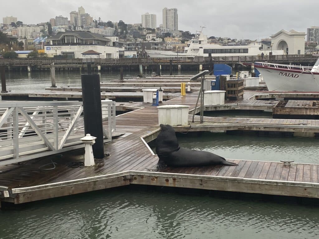 sea lions at Pier 39 / Fisherman's Wharf in San Francisco