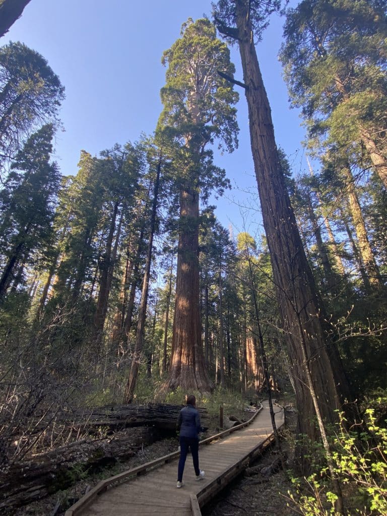 Big Trees State Park in California