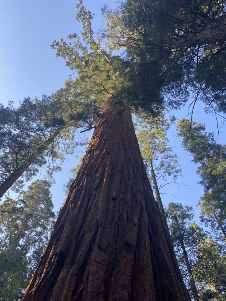 Big Trees State Park in Calaveras County, California - North Grove Trail 