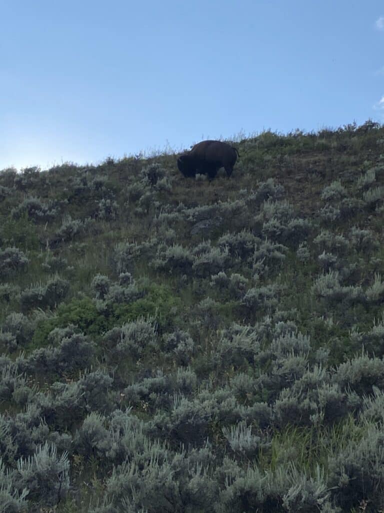 bison in Lamar Valley in Yellowstone National Park