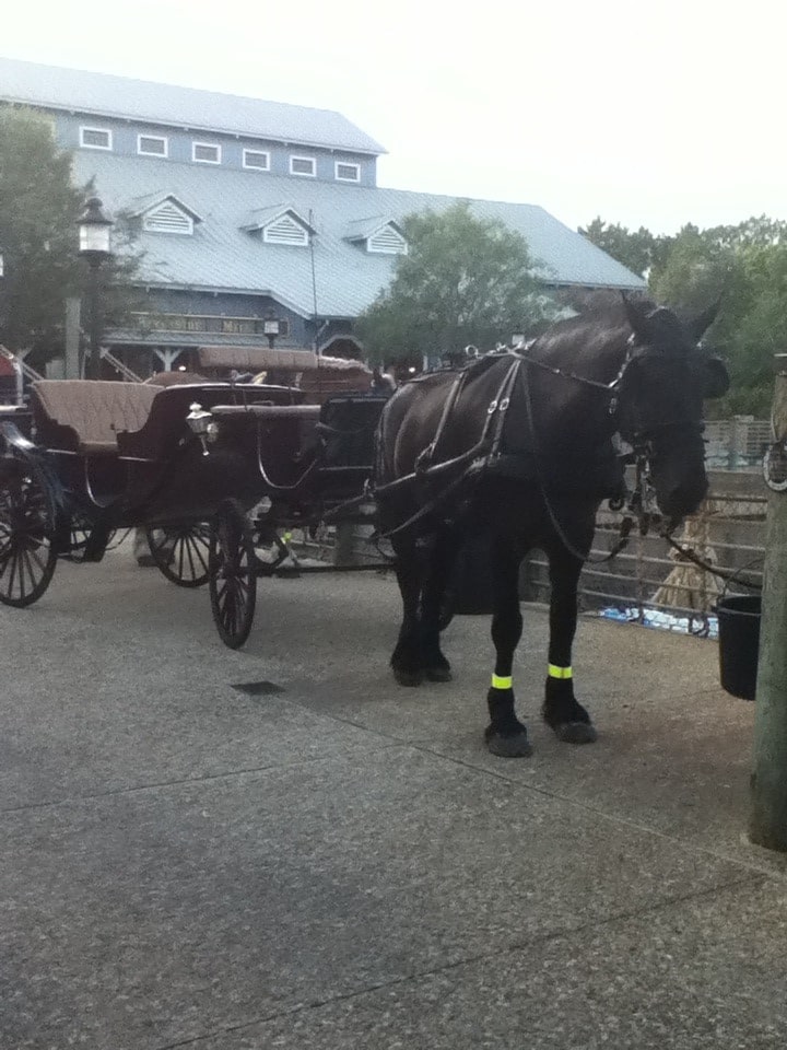 Carriage Rides at Port Orleans Riverside