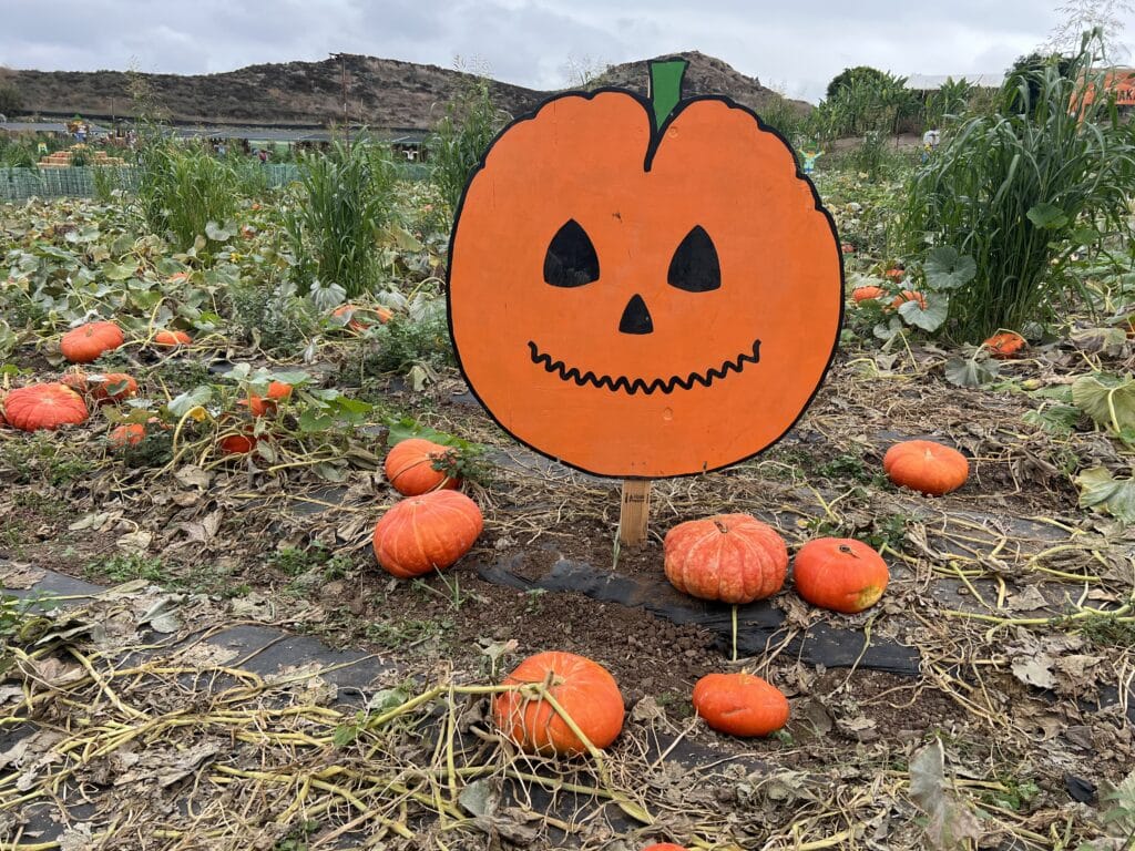 Tanaka Farms Pumpkin Patch - fun things to do in Orange County in October