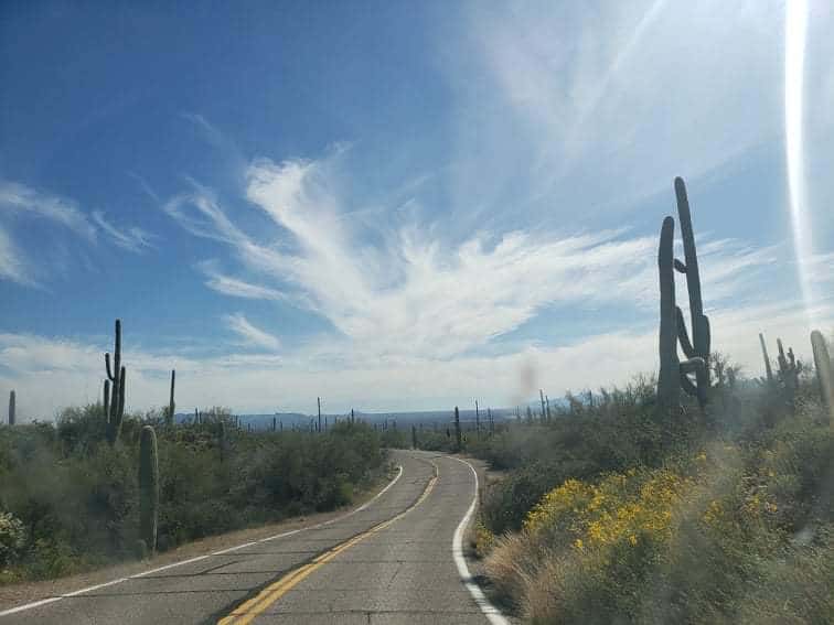 Cactus Forest Loop Drive in Saguaro National Park