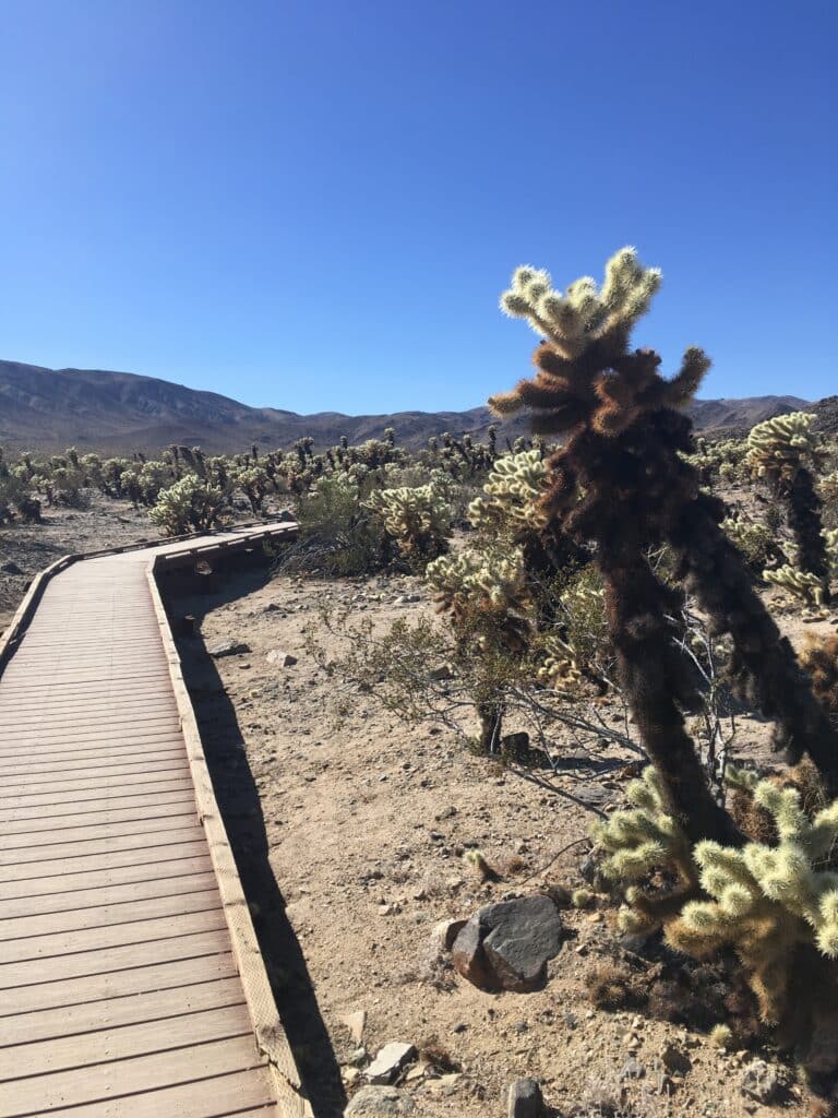 Cholla Cactus Garden boardwalk trail at Joshua Tree National Park